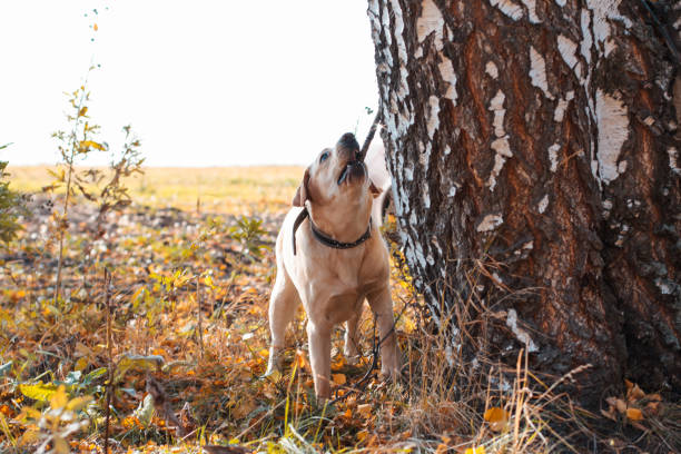 Gorgeous cute dog with kind eyes in different situations