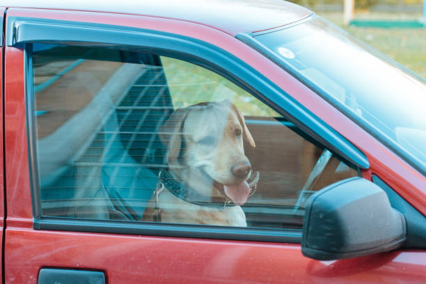 istock Gorgeous cute dog with kind eyes 2184269367