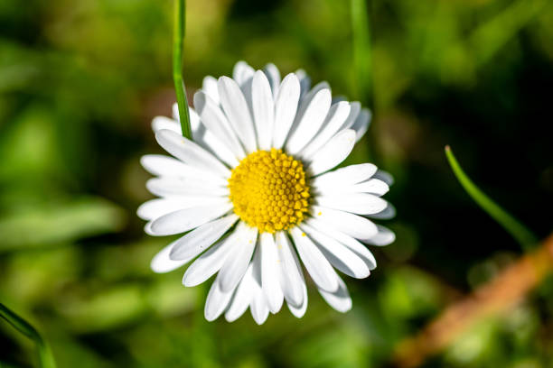 Daisy flower with a white crown and yellow center against a blurred green background.