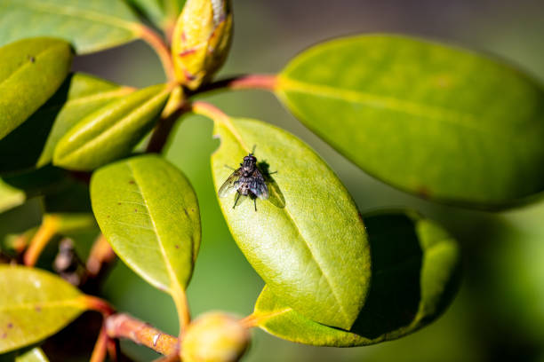 A close-up of a fly resting on a shiny green leaf, clearly showcasing the wing structure and insect details.