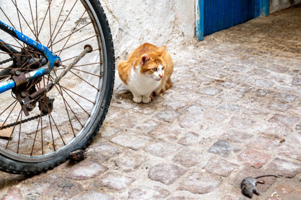 istock Red Cat Stands Before Blue Bicycle with Dead Mouse Nearby 2184274535