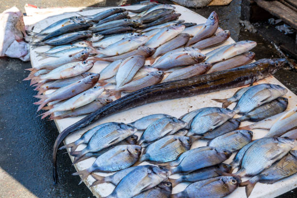 Stacks of freshly caught fish on a white sales table in Essaouira, various fish species visible.
