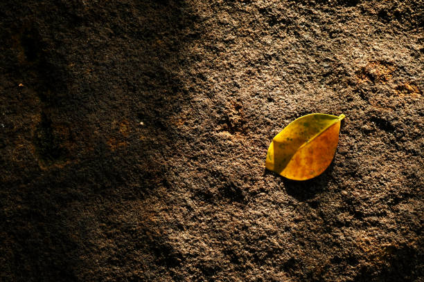 istock The background is a stone floor with fallen leaves in the morning light. 2184276070