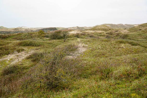 istock Naturally protected dune landscape on the Dutch North Sea coast. 2184276097