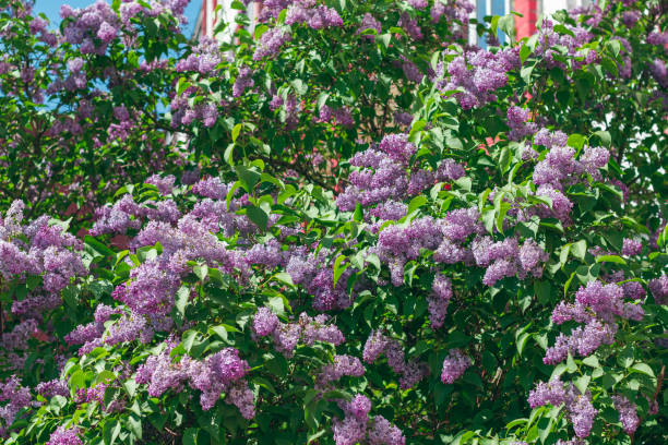 istock Lilac Bush Blooms in Spring at Daytime 2184278315