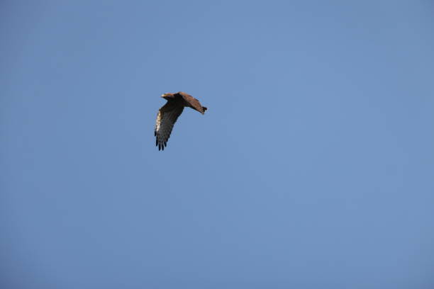 istock The grey-faced buzzard (Butastur indicus) in Japan 2184278804