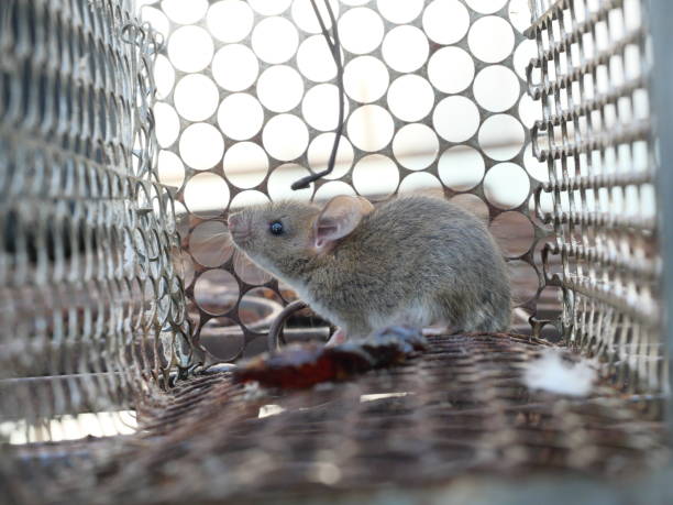 istock Mouse finding a way out of being confined 2184280340