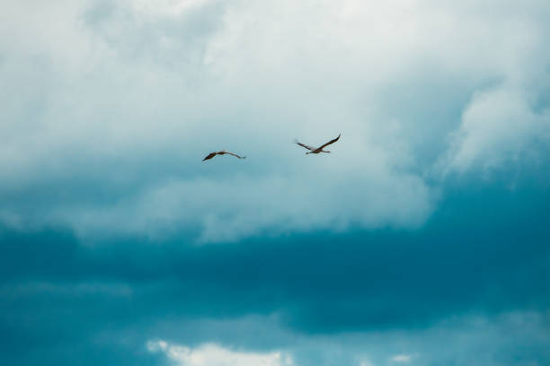 Birds Migration. Two Common Cranes Or Eurasian Cranes Fly In Cloudy Sky. Common Crane Or Grus Grus. Nesting Cranes, Nest. Europe.