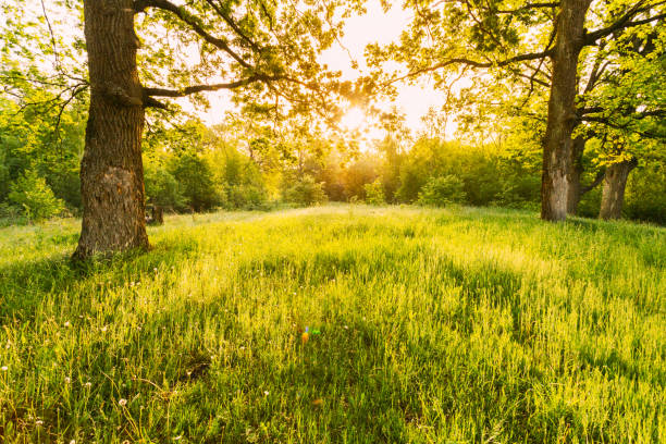 Summer Sunny Forest Old Oak Trees. Nature Green Wood Sunlight Backgrounds