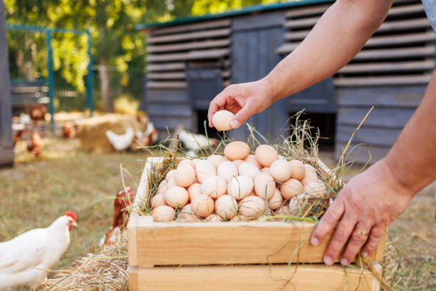 istock Fresh eggs collection on chicken eco farm 2184282040