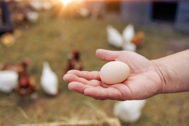istock farmer holding fresh egg in hand on background of poultry farm 2184282087