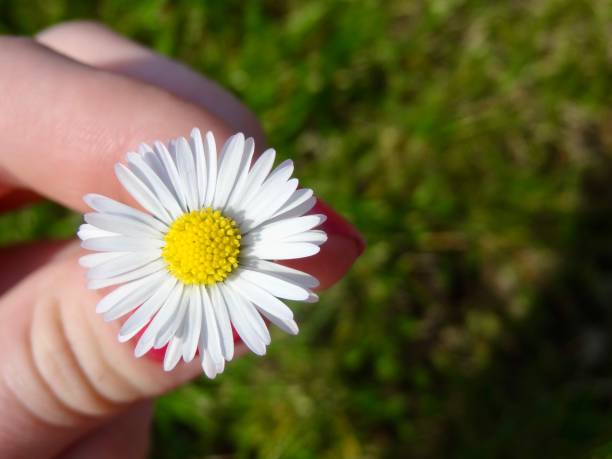 Philadelphia Fleabane aka Erigeron philadelphicus L. being held in two fingers in front of a dappled background.