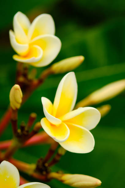 Frangipani flowers. Blooming Plumeria also known as pagoda tree, temple tree or West Indian jasmine
