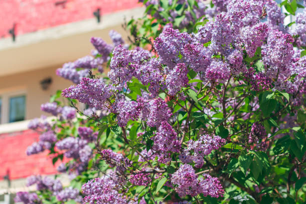 istock Lilac Bush Blooms in Spring at Daytime 2184284170