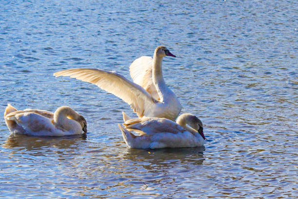 Three serene swans swim peacefully on the shimmering waters, with one stretching its wings gracefully while the others rest. The gentle ripples add to the tranquil atmosphere.
