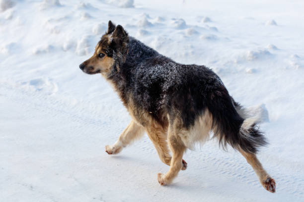 istock A dog is running through the snow 2184285286