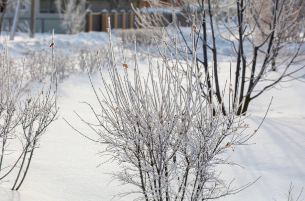 A small tree covered in snow with a few leaves still on it. The snow is covering the ground and the tree branches