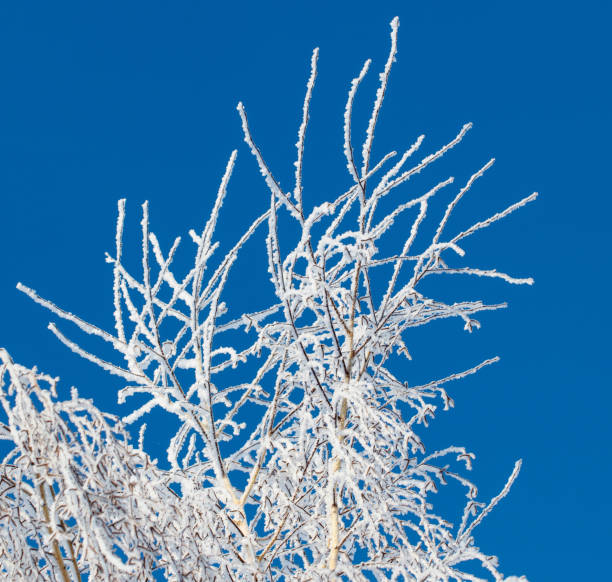 A tree with a lot of snow on it is in front of a blue sky. The tree is tall and has a lot of branches. The sky is clear and bright, making the tree look even more majestic