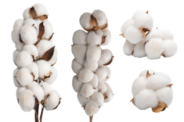 istock Cotton flower branch isolated on white background. 2184286347