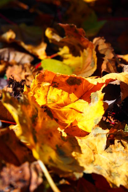 istock autumn leaves on the ground 2184286852