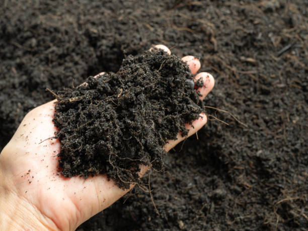 istock Hand woman holding soil background surface earth bacdrop for world soil day, environment ecosystem, rought growing nature desert. 2184287375