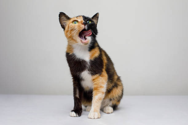 Cute cat pet licking and looking up on white background, portrait