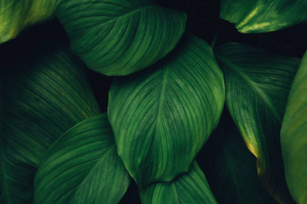 istock leaves of Spathiphyllum cannifolium background. 2184287749