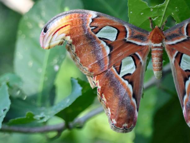 istock Vibrant Atlas Moth on Green Leaves 2184288081