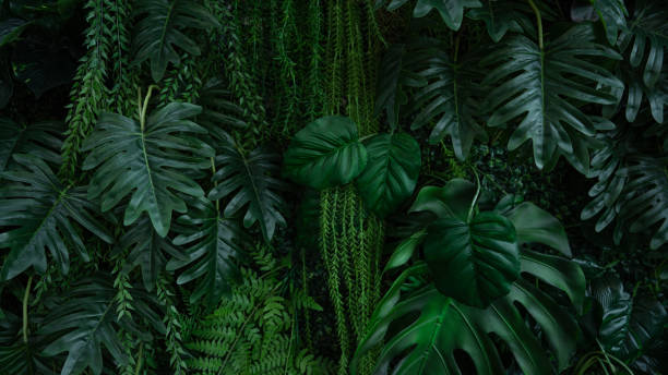 istock Group of dark green tropical leaves background. 2184288149