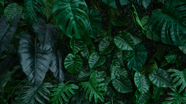 istock Group of dark green tropical leaves background. 2184288225