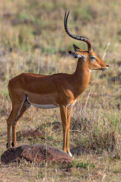 istock Close up a a Impala with big horns 2184288984