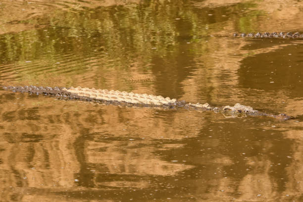 istock Wild Crocodiles in a African river 2184289195