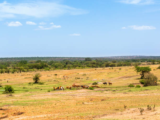 istock Savanna landscape with cattle in Africa 2184289235