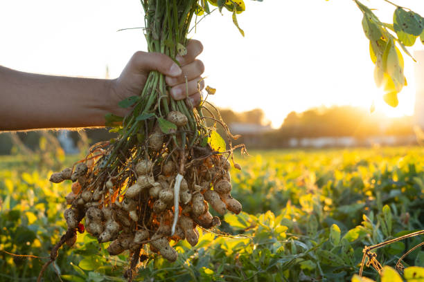 istock A farmer holding freshly harvested peanuts with roots in a field. The background features green peanut plants under a sunset, showcasing agricultural activity. 2184289395