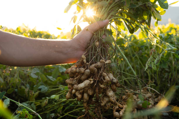 istock A farmer holding freshly harvested peanuts with roots in a field. The background features green peanut plants under a sunset, showcasing agricultural activity. 2184289423