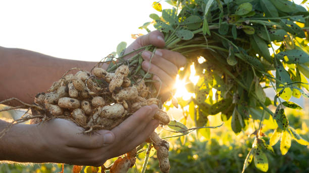 istock A farmer holding freshly harvested peanuts with roots in a field. The background features green peanut plants under a sunset, showcasing agricultural activity. 2184289425