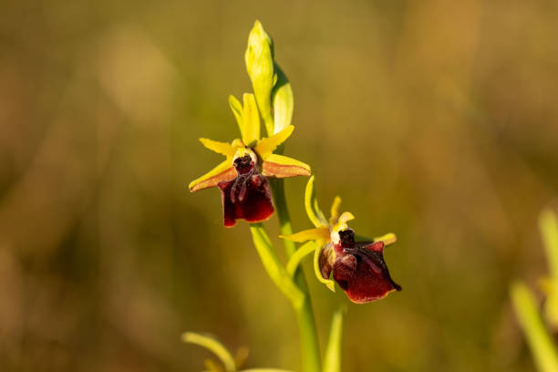 Eastern Spider Orchid (Ophrys mammosa) in natural habitat