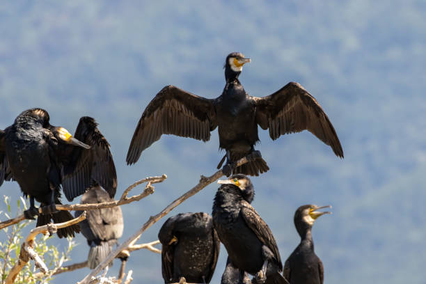 istock Great Cormorant (Phalacrocorax carbo) in natural habitat 2184289623