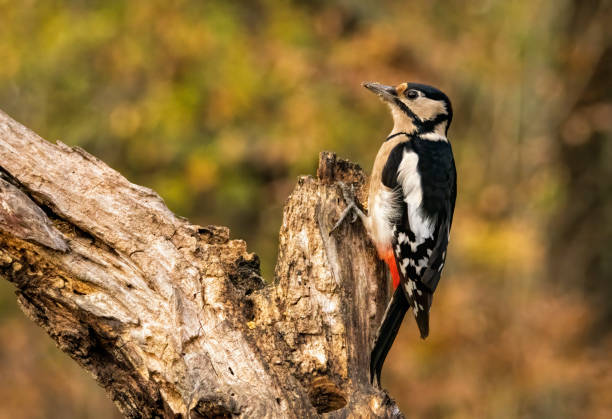 istock Great Spotted Woodpecker (Dendrocopos major) in forest 2184289686