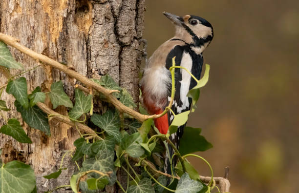 istock Great Spotted Woodpecker (Dendrocopos major) in forest 2184289712