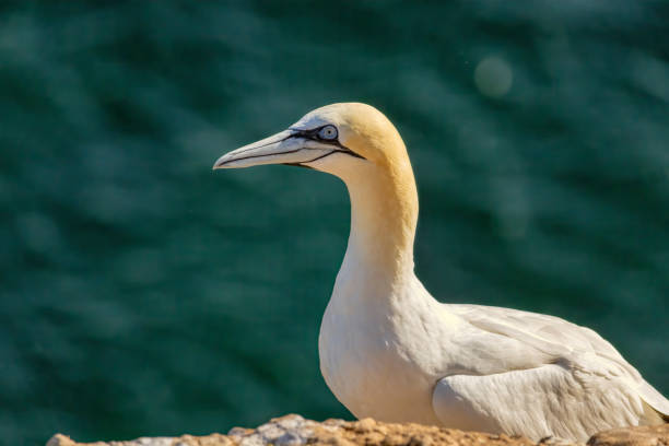 Gannet bird in the Bonaventure Island, near Perce, at the tip of Gaspe Peninsula, Quebec, Canada