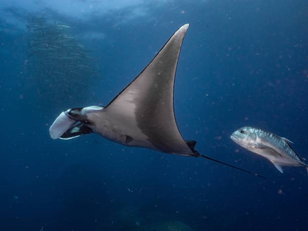istock Manta Ray at Tachai Pinnacle, Similan 2184290019