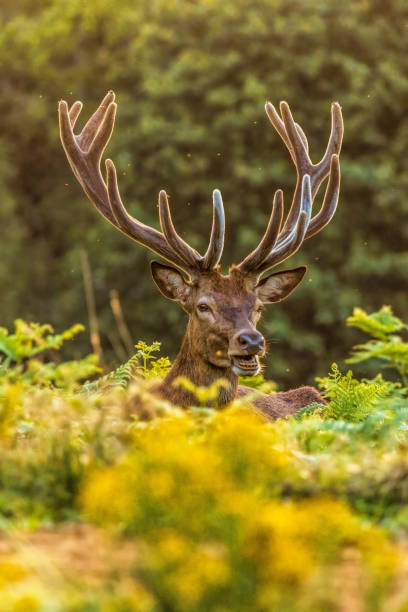 istock Red deer (Cervus elaphus) in Richmond park, London, UK 2184290183