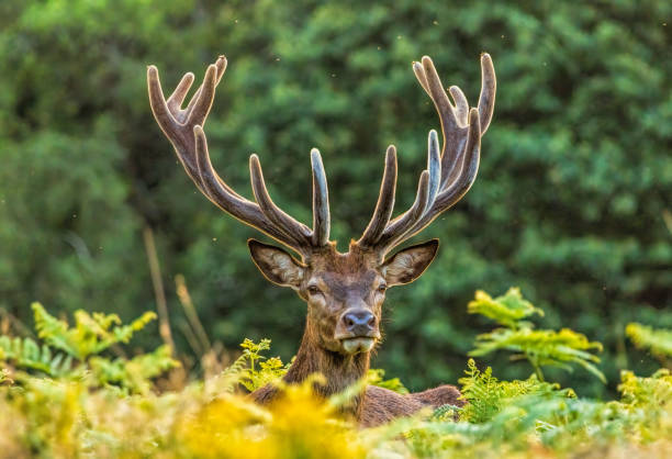 istock Red deer (Cervus elaphus) in Richmond park, London, UK 2184290208