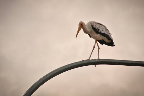A tall stork with long legs and a bright orange beak stands on a rusted pole in Kuala Lumpur. Its pink and black feathers catch the light against a pastel sky, creating a calm and charming scene.