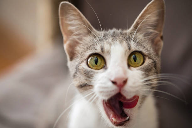istock Kitten pet licking it's nose, indoor portrait 2184295073
