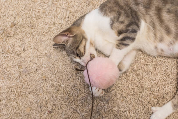 Tabby cat plays with a fluffy ball toy at home