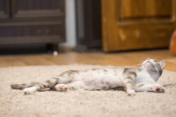 istock Domestic cat pet looking up indoor 2184295075