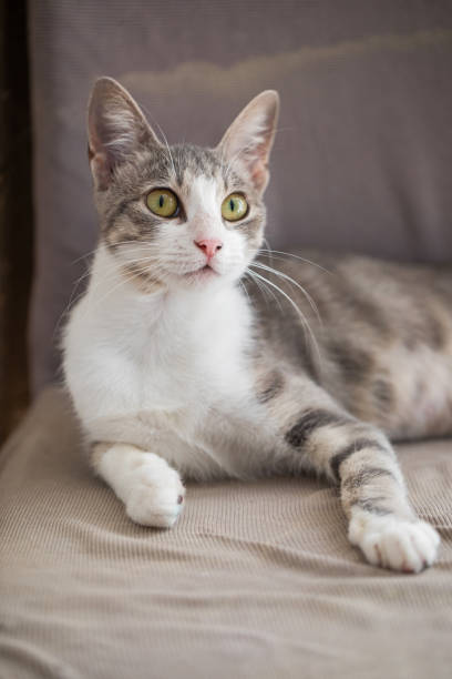 istock Playful Gray Tabby Cat with Yellow Eyes Relaxing Peacefully 2184295077