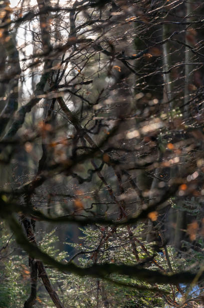 Winter beech forest with tree trunks in Beskydy Mountain in Czech Republic